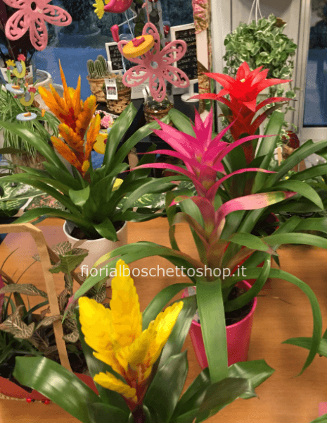 Pianta di guzmania.