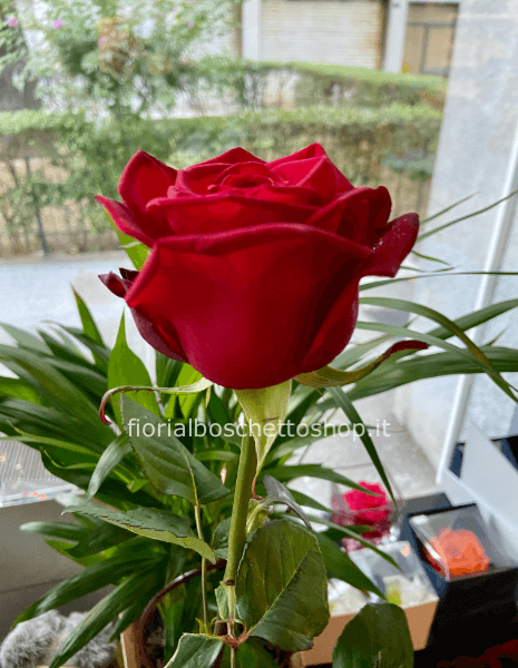 Rose rosse a stelo prima scelta
