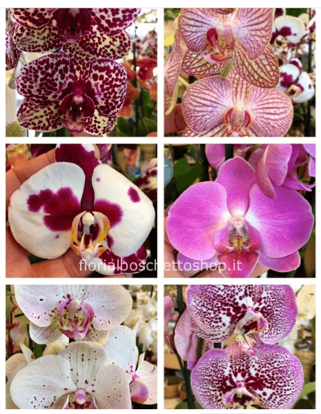 Pianta di phaleonopsis a 3/4 steli