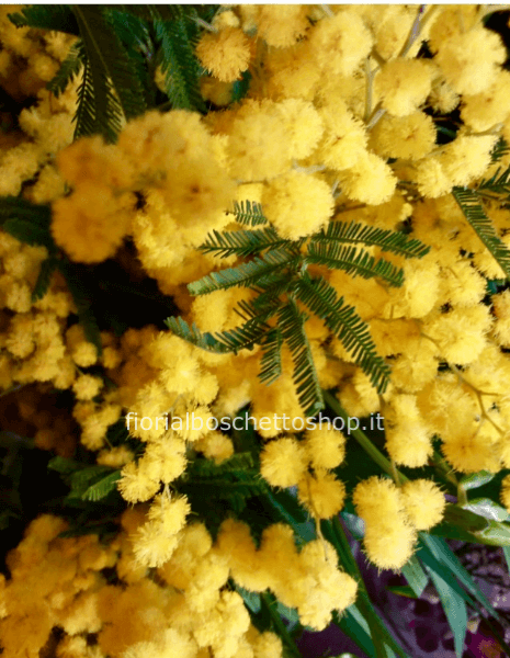 Bouquet di mimosa con prezzo a scelta.