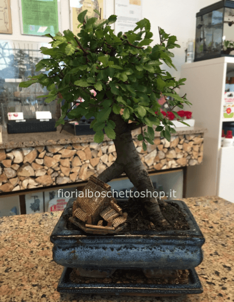 Bonsai di OLMO