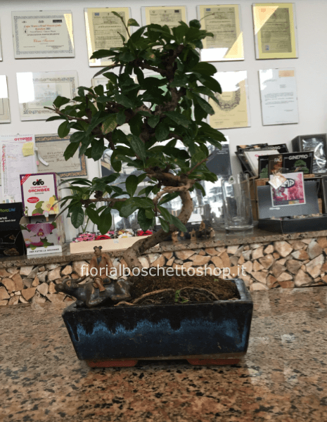 Esemplare di Bonsai di Carmona