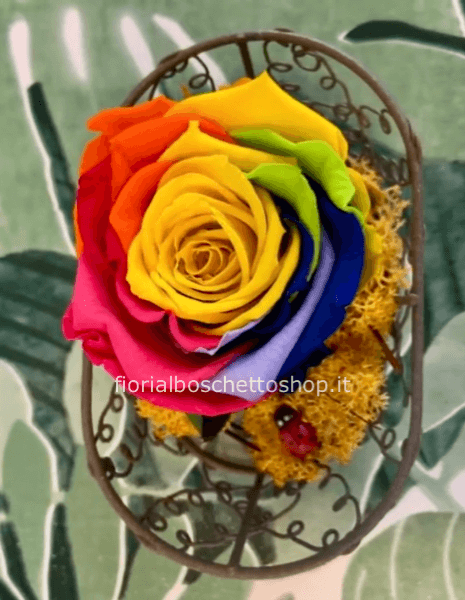 Rosa stabilizzata variegata arcobaleno su cestino lavorato 