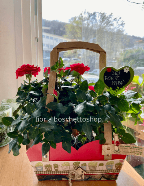 Speciale Festa del papà piante roselline rosse