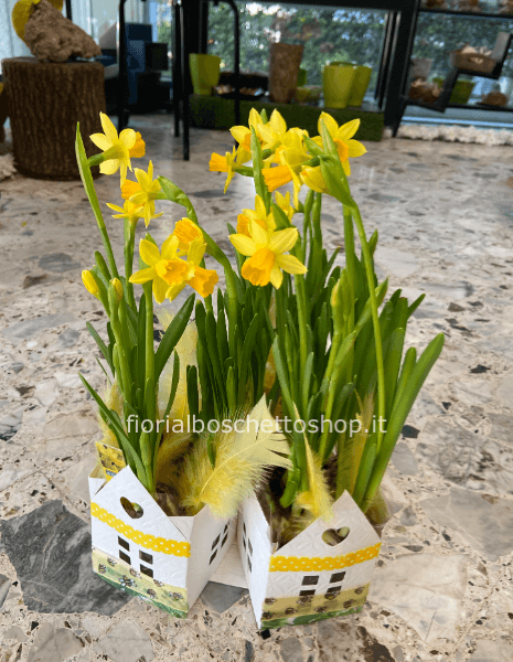 Confezione Pasquale tre piante di Narciso