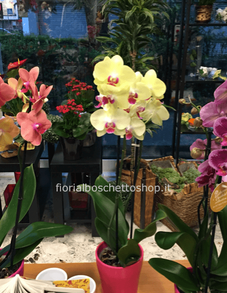 Pianta di phaleonopsis a 3/4 steli