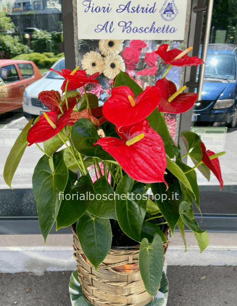 Grande pianta di Anturium