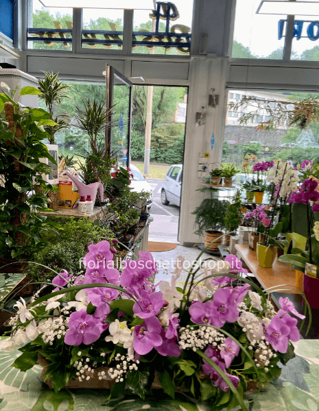 Centrotavola Orchidee Phalenopsis