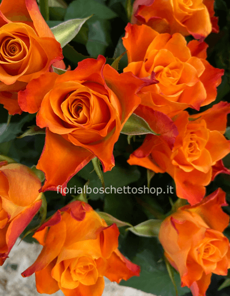 Rose arancione a steli, prima scelta, lunghezza 50 cm.