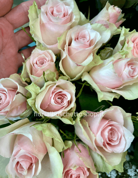 Rose rosa a steli, prima scelta, lunghezza 50 cm.