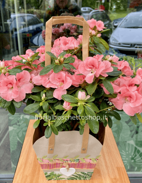 Pianta di Azalea