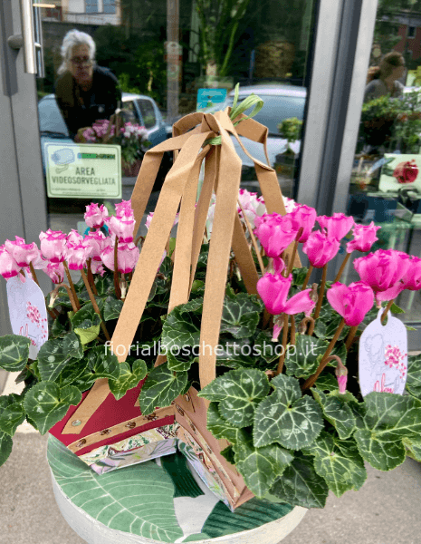 Tris piante di ciclami profumati