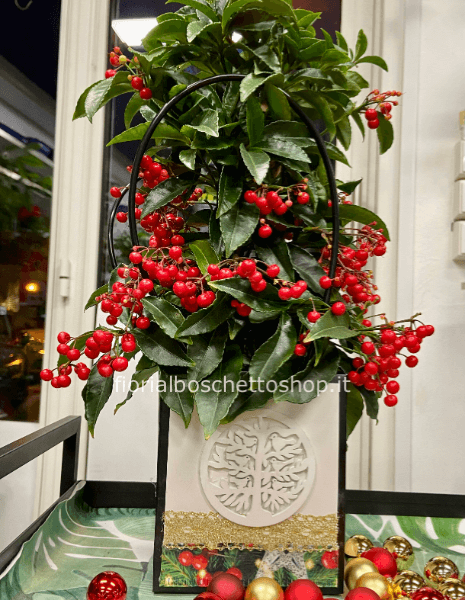 Pianta di Ardisia Natalizia 