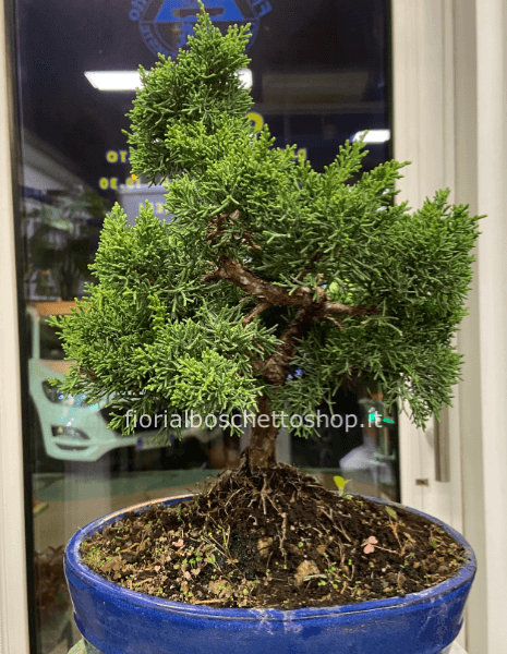 Juniperus Chinensis  esemplare bonsai