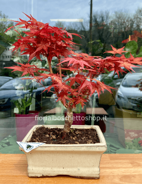 Esemplare di Acero palmatum Deshojo giapponese