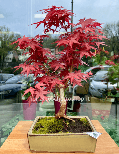 Esemplare di Acero palmatum Deshojo giapponese