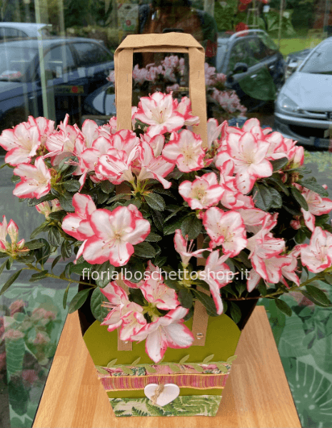 Pianta di Azalea