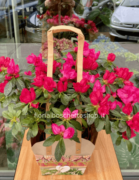 Pianta di Azalea