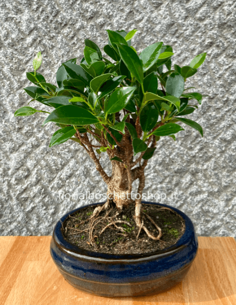 Esemplare di Bonsai Ficus Retusa