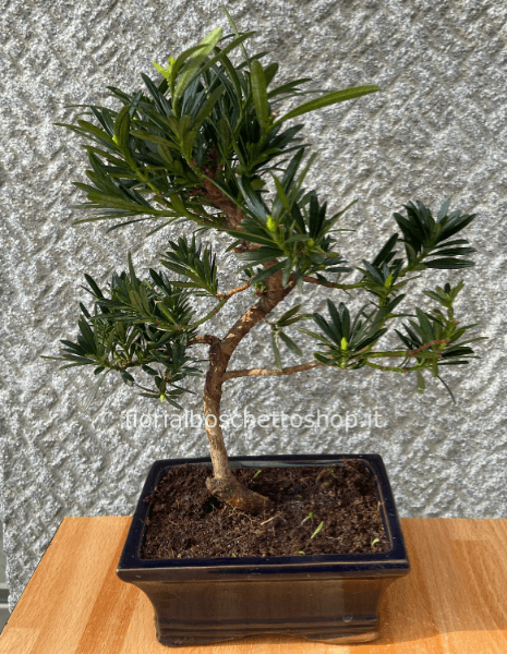 Esemplare di Bonsai Podocarpo