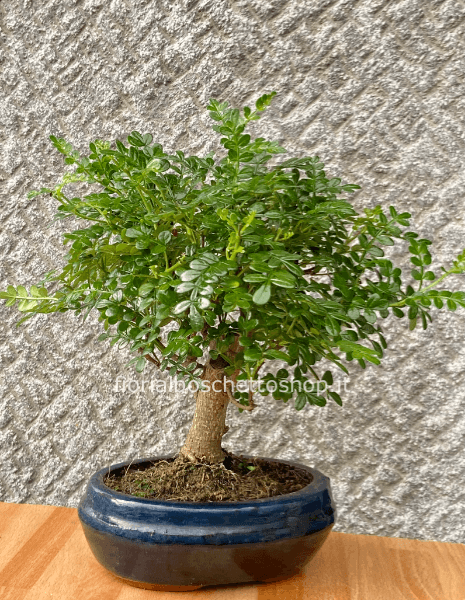 Esemplare di Bonsai Albero del Pepe