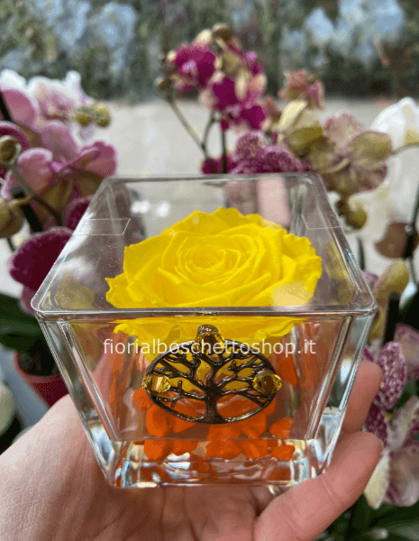 Rosa stabilizzata grande con albero della vita