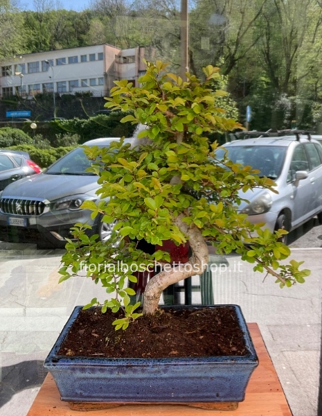 Esemplare bonsai di Olmo Zelkova