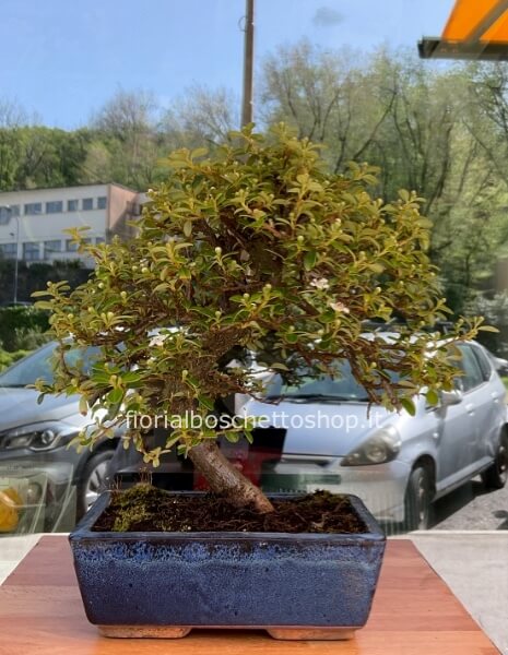 Esemplare di Bonsai di Cotoneaster Coral