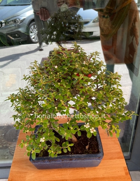 Esemplare di Bonsai di Cotoneaster Coral
