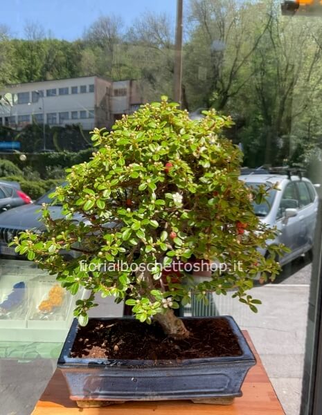 Esemplare di Bonsai di Cotoneaster Coral