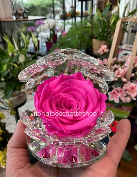 Rosa stabilizzata grande nella conchiglia di cristallo