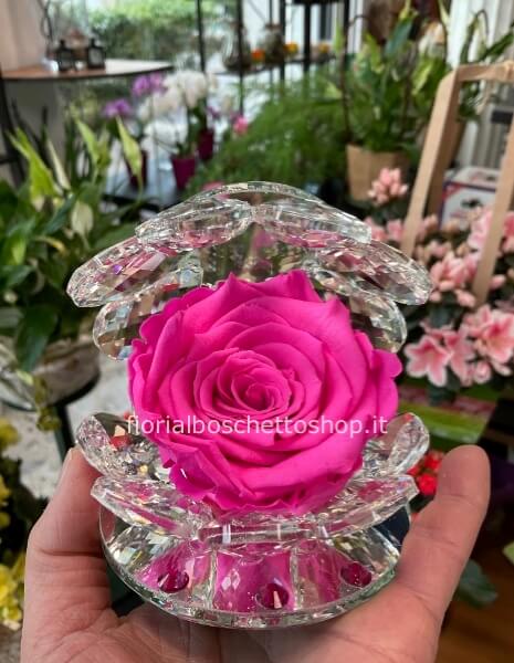 Rosa stabilizzata grande nella conchiglia di cristallo
