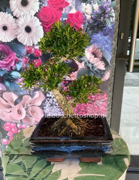 Esemplare di bonsai Buxus