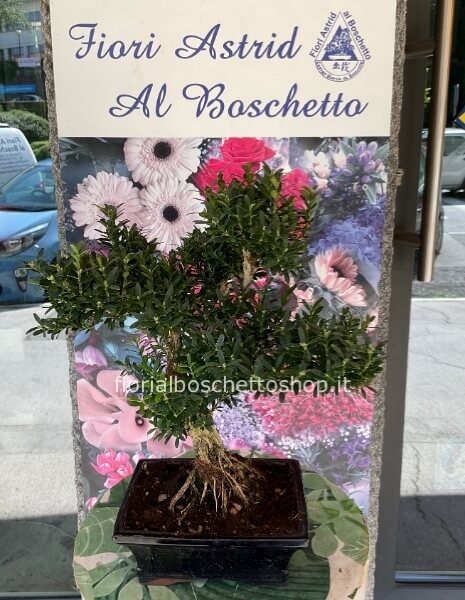 Esemplare di bonsai di Buxus